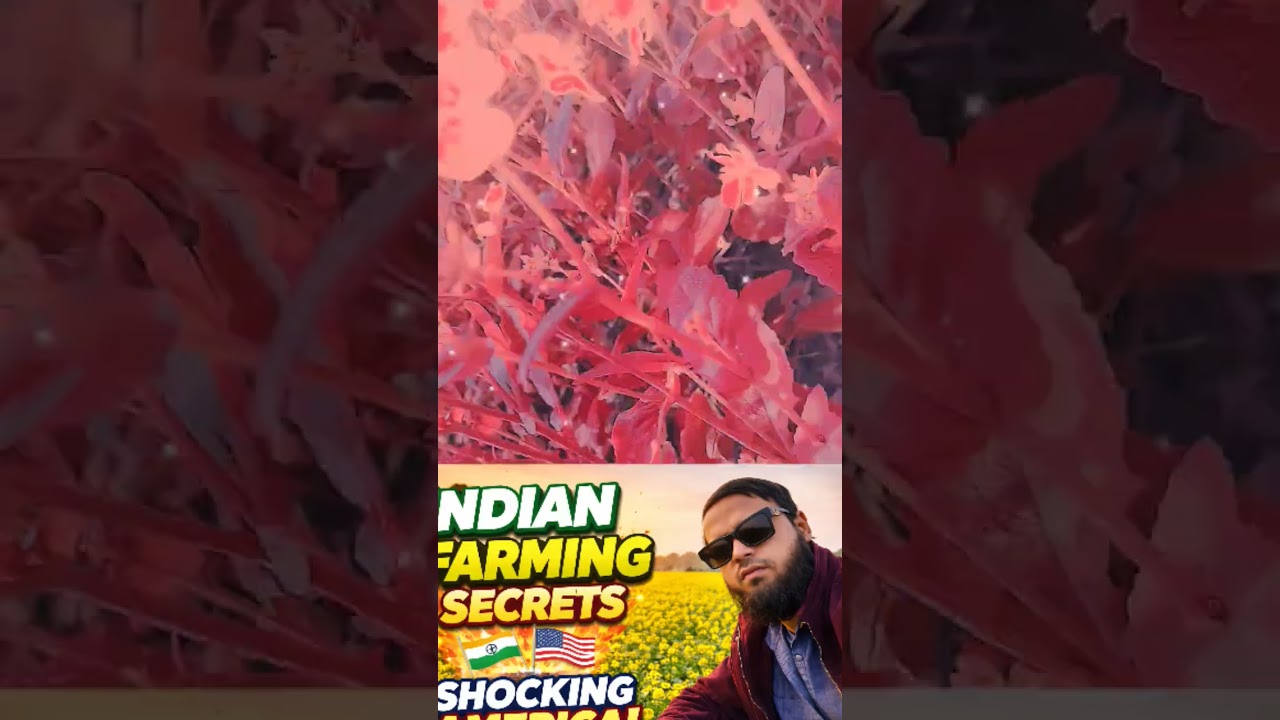 Jibrail Se Rab Ne Farmaya #youtubeshorts #viralvideo #allah #trending #Lovefamly786