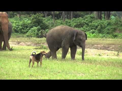 Слоненок vs собака