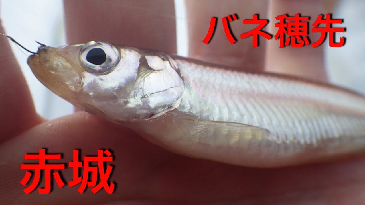 赤城大沼 新しい穂先で劇渋の赤城にチャレンジ 21 1 27 Youtube