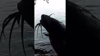Channel Catfish Facts You Didn’t Know