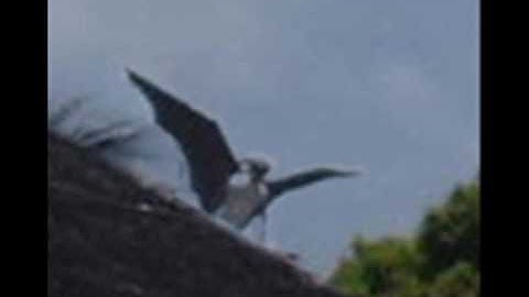 Aswang? Manananggal?