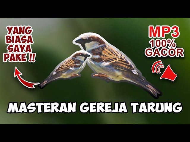 MASTERAN BURUNG GEREJA TARUNG 🔥🔥 MP3 SUARA AUDIO JERNIH COCOK UNTUK PIKAT BURUNG GEREJA !! class=