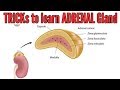 Tricks to learn ADRENAL gland: location, hormones and functions