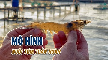 Cà Mau nhân rộng mô hình nuôi tôm tuần hoàn | BẢN TIN NÔNG NGHIỆP 13/9/2025