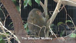 The Smallest Monkey