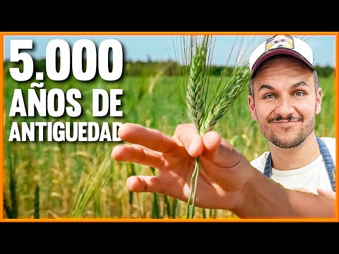 Video: Nutrición del trigo Emmer: aprenda sobre los hechos y el cultivo del trigo Emmer