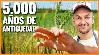 The Mysterious Origin of Wheat with @JordiMoreraBaker