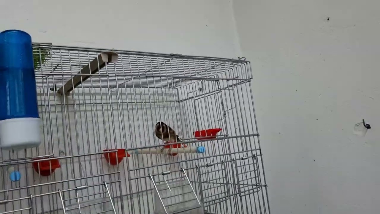 معرفة هل تم القبول بين زوجي الحسون 