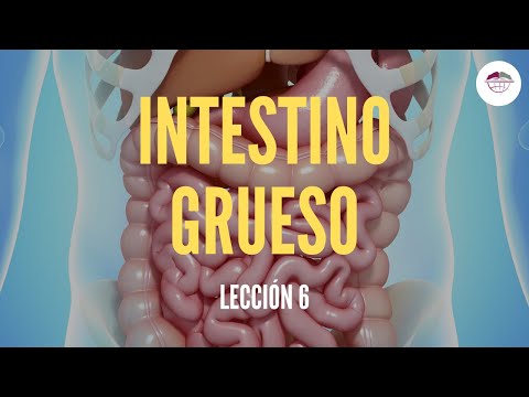 Vídeo: Diferencia Entre Colon E Intestinos