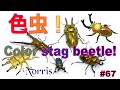 色虫！Color stag beetle!