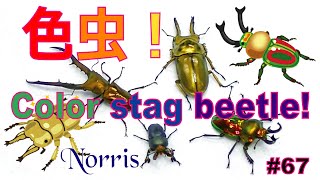 色虫！Color stag beetle!