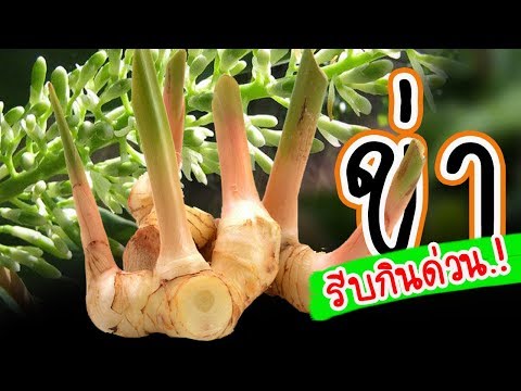 ค้นพบ..!!! สรรพคุณสุดเจ๋งของข่า ทำให้สุขภาพดีขึ้นแบบนี้ | Nava DIY