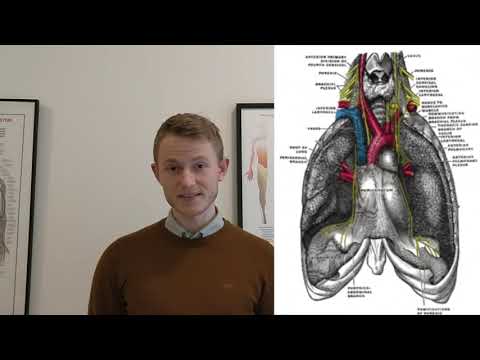 Video: Forsyner phrenic nerve hjertet?