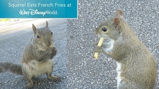 Squirrel Eats French Fries at Walt Disney World! | BrandonBlogs