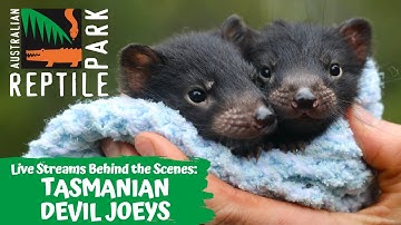 TASMANIAN DEVIL JOEYS (LIVE FOOTAGE) | AUSTRALIAN REPTILE PARK