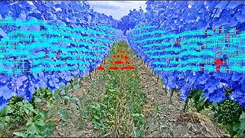 Androver II | Autonomous navigation in vineyard with 3D scanner