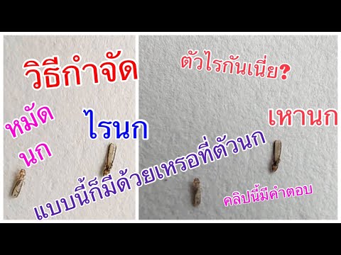 วีดีโอ: ชนิดของผลไม้ทำ Geckos กิน?