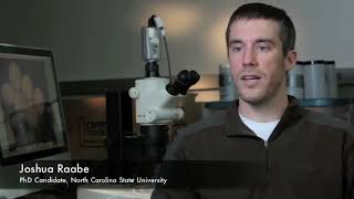 American Shad Research
