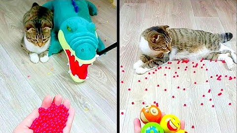 Cat Marbles Satisfying Reverse Video ASMR Funny Video