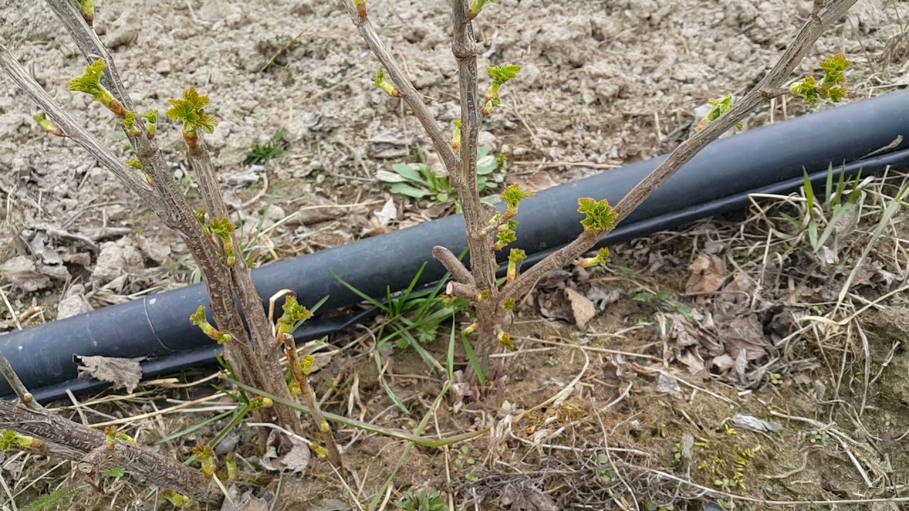 Черная смородина Софиевская, Юбилейная Копаня. Какая нормировка в ряду?Осеннее черенкование Ровады.