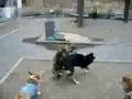 Shikoku Dog 20070318 の動画、YouTube動画。