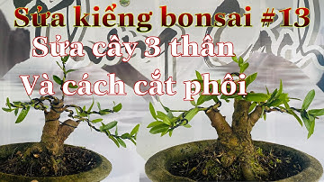 cách sửa kiểng bonsai #13 | sửa và tạo dáng cây bonsai 3 thân | sửa cây bonsai nhiều thân |
