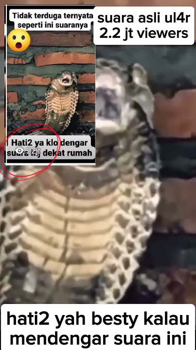bener GK sih begitu suara nya🤔🤔 #ytbersaudara #fyp #yttimeline #ytindonesia #snake #yputube #ular