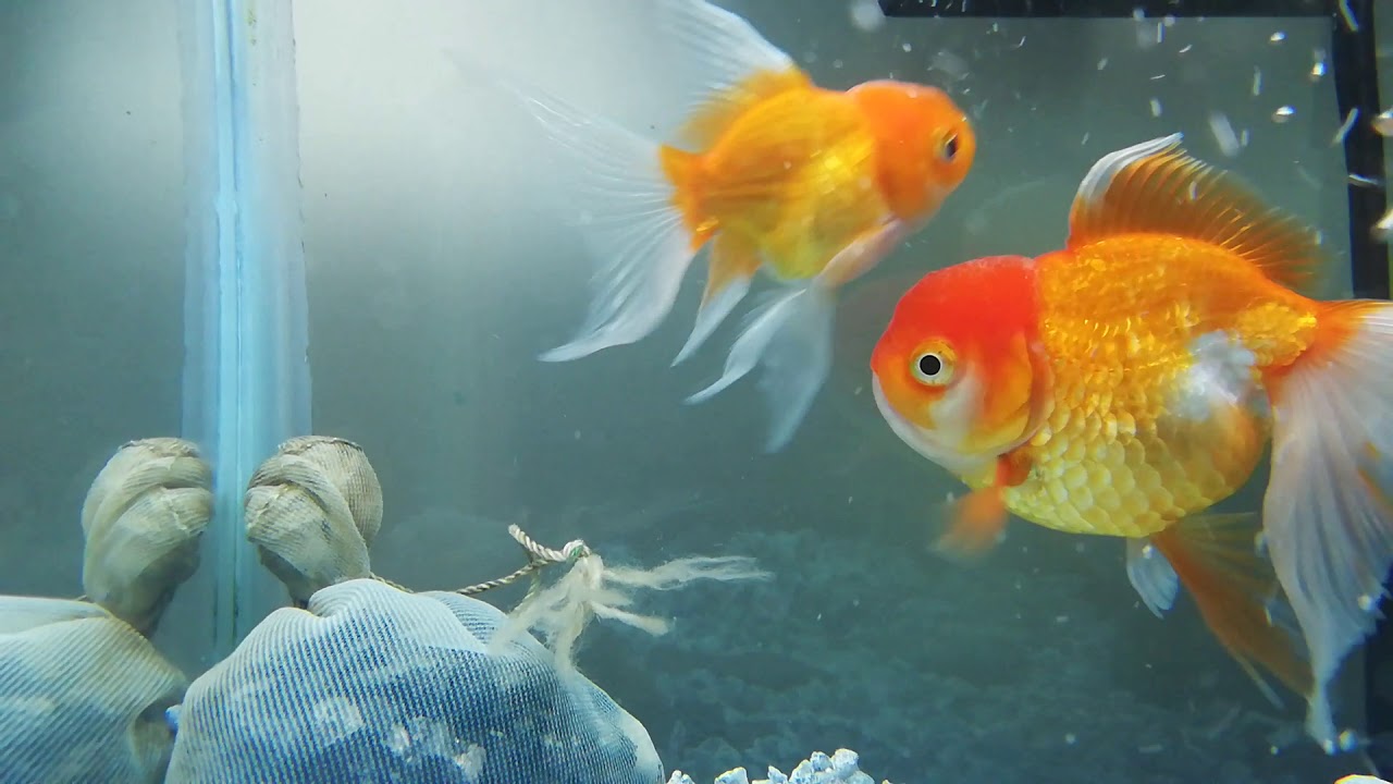 Mi pecera de agua fría 😍🐟 goldfish peztelescopio YouTube Mi pecera de agua fría 😍🐟 goldfish peztelescopio YouTube