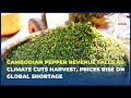 Cambodian pepper revenue falls as climate cuts harvest, prices rise on global shortage