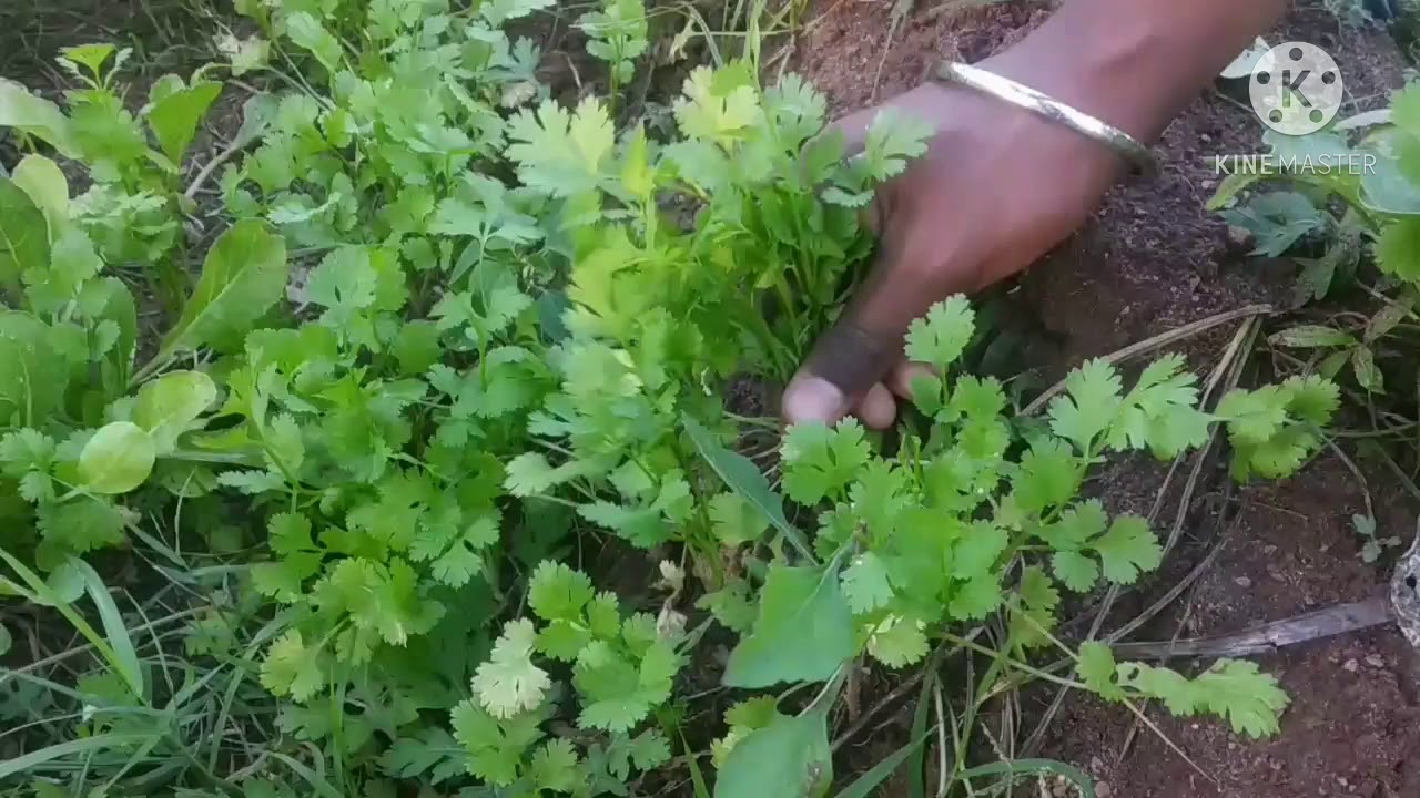 Coriander Harvest in backyard YouTube