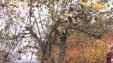 Tree & Plant Care : How to Prune Neglected Apple Trees