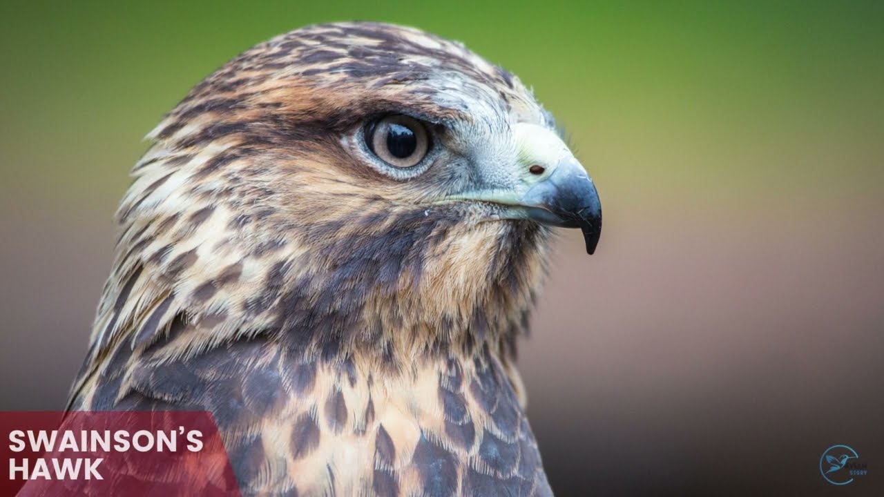 Hawks in Pennsylvania: Sky Sentinels of the Keystone State