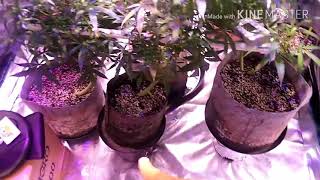 Optic Led Grow/ Dope Den Autos
