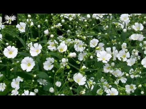 Video: Plantas De Interior. Spurge De Púas Blancas: Cultivo Y Cuidado