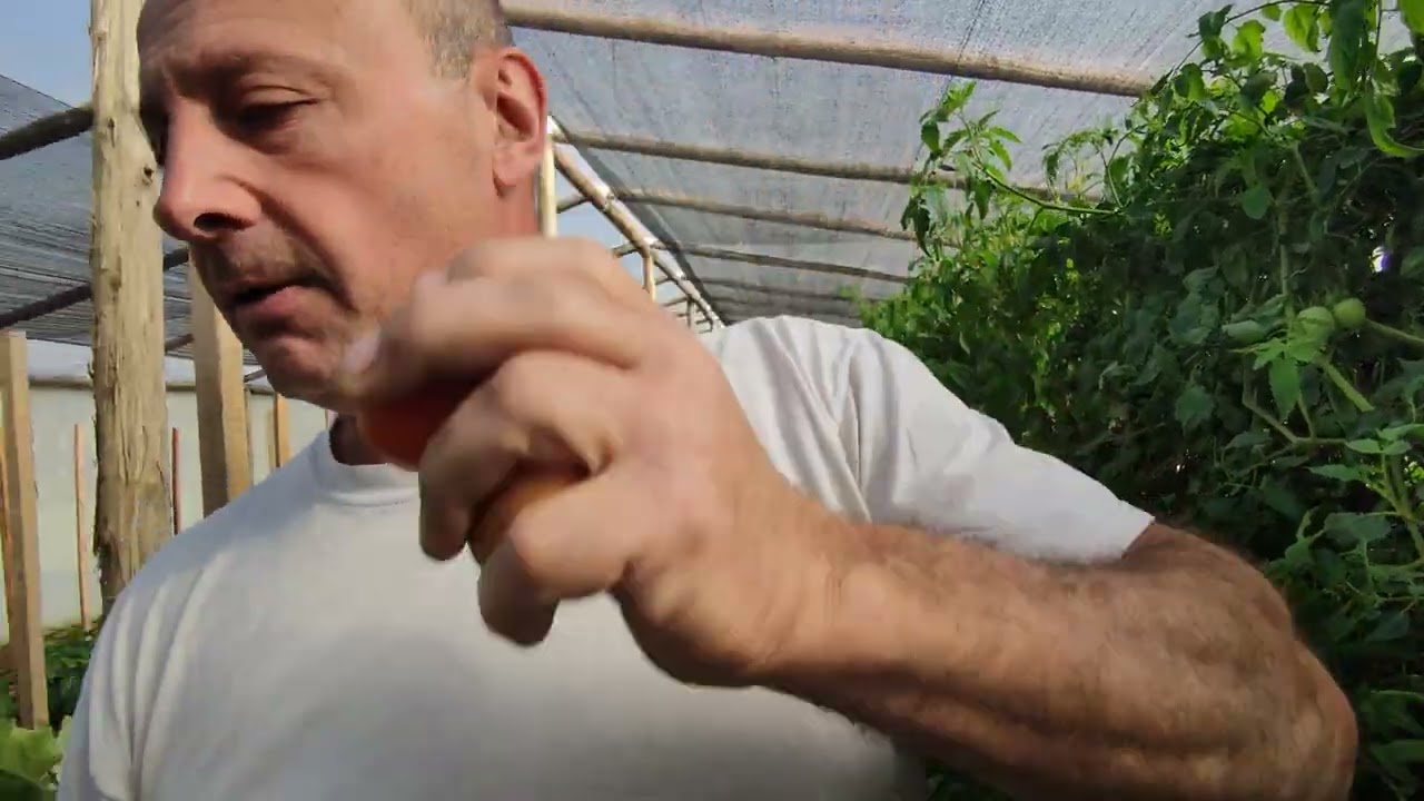 hortalizas en el invernadero, preparacion de plantines