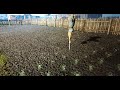 Farmers Life  Ep9   Recolta buna de cartofi