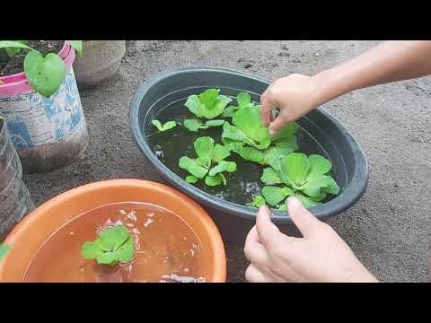 Video: Mga Halaman ng Water Lily - Paano Magtanim ng Water Lily