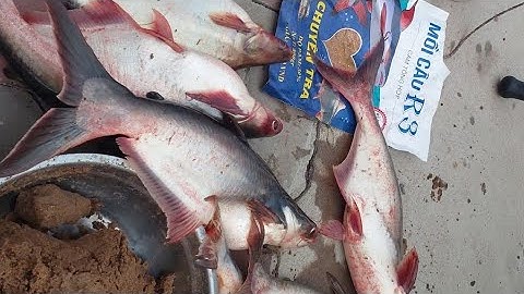 Cách trộn mồi câu cá tra sông, hồ bằng cám R1 và R3 kết hợp với tơ nhện.#camr1 #camr2 #camr3