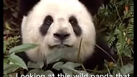Villagers Helped A Wild Panda Return Home - DayDayNews