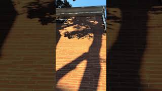 There’s that crazy tree shadow #shorts #ytshorts #viralshort #nature #trees #shadows 6/15/26