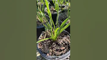 Behind The Scenes Hostas And Shade Perennials 