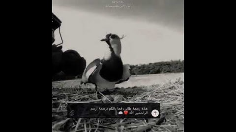 ارح قلبك ❤ ستوريات القرآن الكريم  بصوت اسلام صبحي