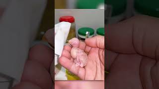 Fallen Egg Bird Gets New Life