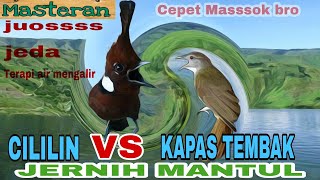 DUET MAUT Animasi Cililin vs kapas tembak paling jossssss - Masteran cililin dan kapas tembak