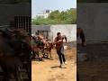 #shravanseva #cow #gaumata #trending #indiancow #youtubeshorts