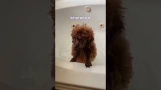 #puppy #poodle #cute #funny #dog #toypoodle #dogvideo