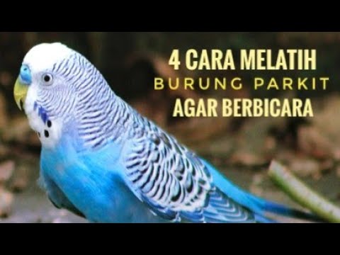 Video: Cara Mengajari Parkit untuk Berbicara