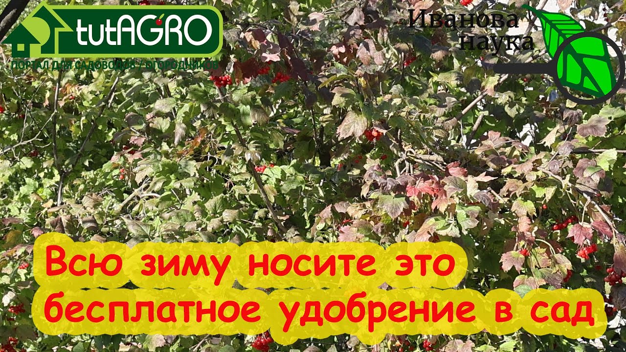 Тля исчезнет, если будете носить эти отходы в сад. Не выбрасывайте, а тащите их в сад и огород!