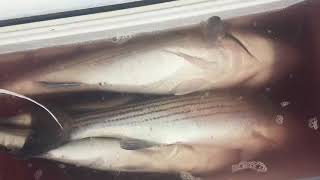 Sound Bound Too. Tamaqua Marina. Easy Limit on today’s Bass trip!  5/8/18!!!