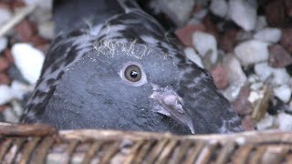 The Daily life of a baby pigeon DAY 15 - 20